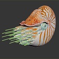 Modern Nautilus Shell Sea Shell Seafoil 3d model