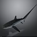 Detailed 3D Rendered Blue Shark With Long Tail Isolated On Gray Background
