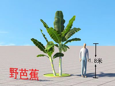 Tall Wild Banana Tree With Large Green Leaves And 1.8 Meters Height Against Blue Sky 3d model