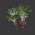 Fresh Beetroot Plants With Vibrant Green Leaves And Brown Roots