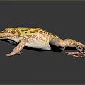 Frog Poison Frog Game Frog Reptile Cold Blooded Animal Reptile 3d model