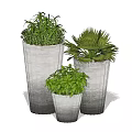 Three Bonsai Potted Plants in Gray Pots with Green Foliage and Different Sizes