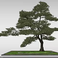 Evergreen Arbor With Thick Trunk And Lush Foliage Planted In Square Lawn Bed