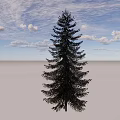 Tall Evergreen Arbor With Dense Foliage Under Blue Sky And White Clouds On Gray Ground