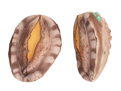 Open Marine Shells with Yellow and Green Inner Surfaces and Textured Outer Layers 3d model