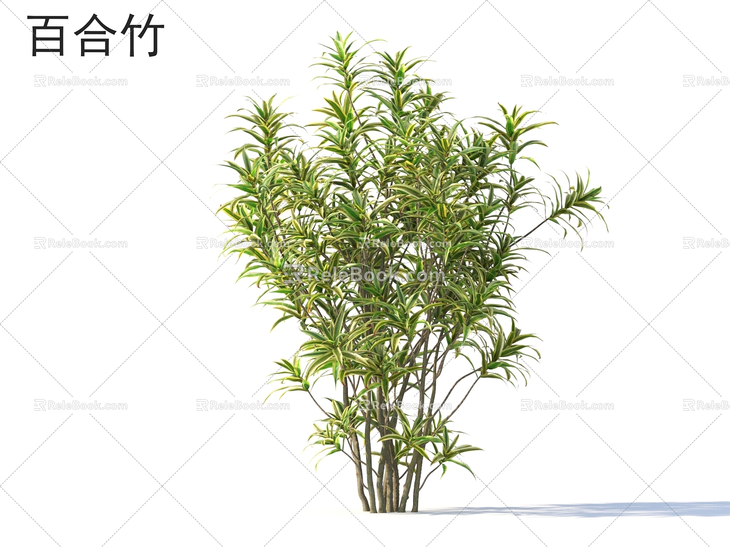 Bamboo Lily Bamboo Plants 3d model