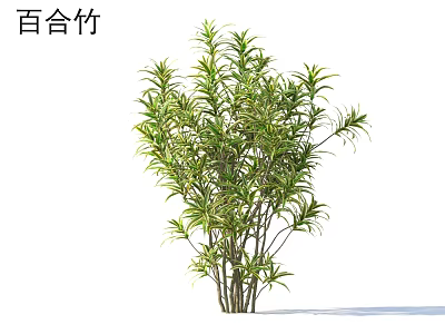 Lily Bamboo Indoor Plant With Lush Green Leaves 3d model Lily Bamboo Indoor Plant With Lush Green Leaves 3d model
