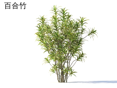 Bamboo Lily Bamboo Plants 3d model