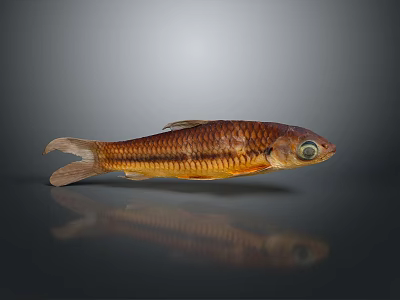Striped Brown Yellow Fish With Large Eye And Reflection On Dark Surface 3d model