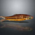 Striped Brown Yellow Fish With Large Eye And Reflection On Dark Surface