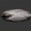 Crested Brown Bird with Unique Feather Plumage in Standing Pose Against Gray Background 3d model