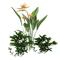Lush Bonsai Potted Plant With Orange Bird of Paradise Flowers And Green Foliage