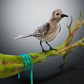 Gray Bird Perched On Green Moss Covered Branch With Teal Ribbon Tied Around