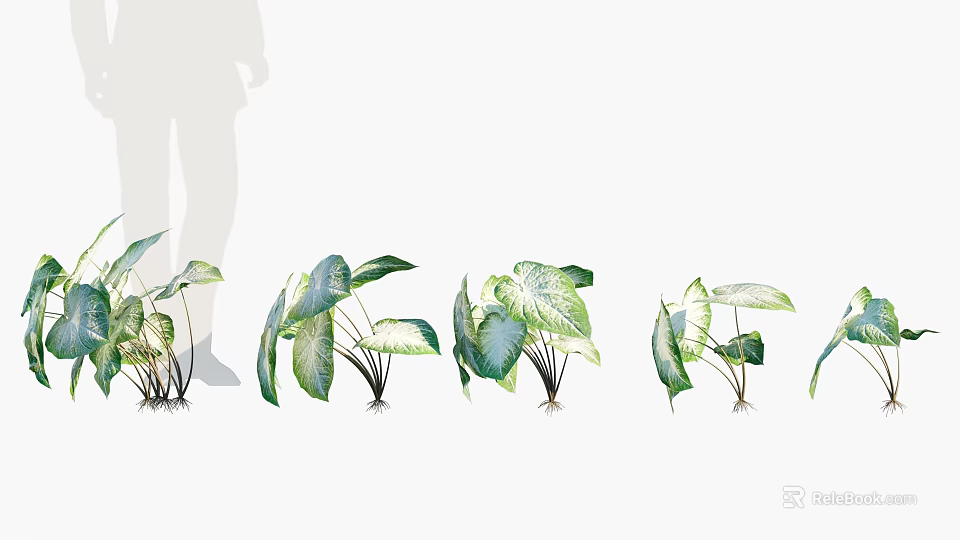 Different Types Of Green Leafy Plants With Ornamental Leaves For Home Decor 3d model 