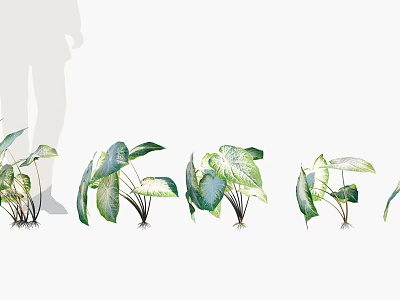 Different Types Of Green Leafy Plants With Ornamental Leaves For Home Decor 3d model