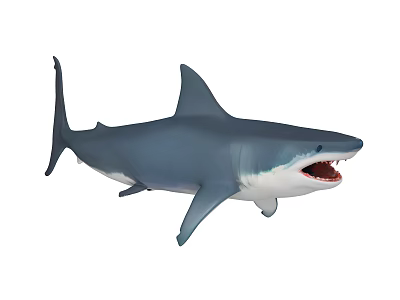 shark fish marine animal marine life great white shark whale shark hammerhead shark dolphin red tail shark tiger shark whale 3d model