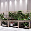 Bonsai and Potted Plants Display with Various Greenery on Wooden Shelves Indoor