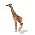 Modern Giraffe 3d model