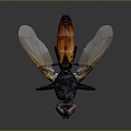 Modern fly insect cartoon fly fly animation fly 3d model