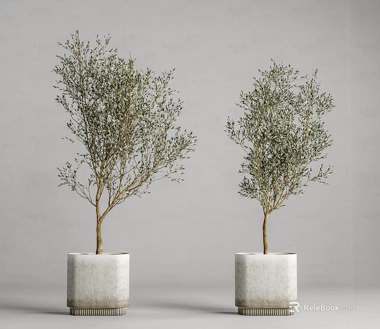 Two Decorative Potted Olive Bonsai Trees In White Concrete Square Planters 3d model 