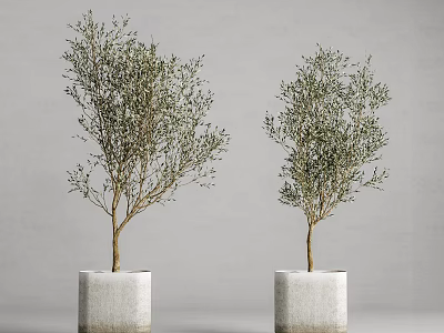 Two Decorative Potted Olive Bonsai Trees In White Concrete Square Planters 3d model