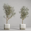 Two Decorative Potted Olive Bonsai Trees In White Concrete Square Planters