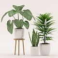 Various Potted Houseplants With Large Green Leaves In White Pots And Wooden Stand