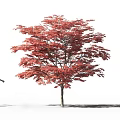 Tall Tree with Bright Red Leaves Standing Beside a Woman's Silhouette