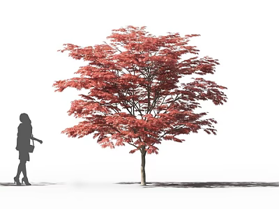 Tall Tree with Bright Red Leaves Standing Beside a Woman's Silhouette 3d model