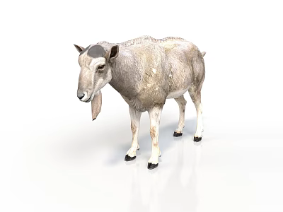 Realistic Gray And White Goat With Black Tipped Ears And Hooves Standing On White Background 3d model