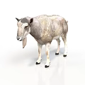 Realistic Gray And White Goat With Black Tipped Ears And Hooves Standing On White Background