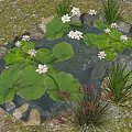 Garden Rockery Stones Surrounding Pond With Lily Pads And Water Lilies