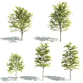 Arbor Trees With Green Leaves Various Sizes And Natural Shadows 3d model