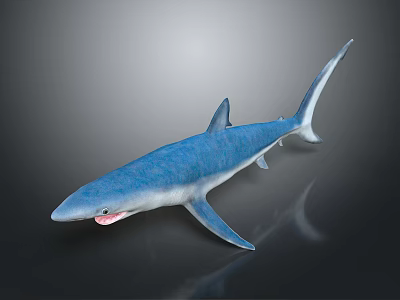 Blue Shark With Shiny Body Swimming In Dark Background With Reflection 3d model