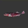 Vibrant Pink and Purple Fish with Distinct Scales on a Dark Background with Reflection