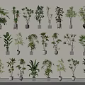 Different Varieties Of Bonsai Plants With Various Foliage Arranged On Shelves