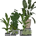 Various Indoor Potted Green Plants With Different Leafy Species And Decorative Pots
