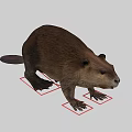 Brown Reptile With Claws Standing On White Background With Red Markings