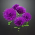 Purple Fluffy Pom Pom Plant With Green Leaves And Stems Against Dark Background