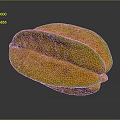 Halved Ripe Starfruit Fresh Tropical Fruit With Juicy Yellow Flesh