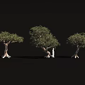 Three Trees with Distinctive Trunk Shapes and Exposed Roots Featuring Small White Figure 3d model