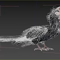 Black Feathered Bird With Helmet Like Casque Standing In Natural Habitat