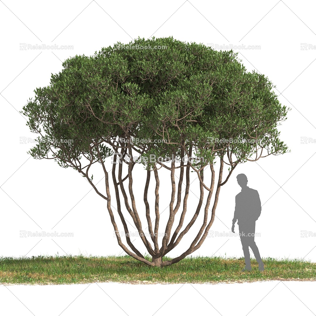 Mediterranean Plant Olive Tree 3d model