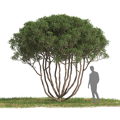 Lush Green Shrub With Multiple Slender Trunks Dense Foliage And Human Silhouette On Grass Field 3d model