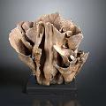 Natural Coral Polyps Sculpture With Intricate Textured Design And Black Base