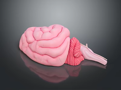 High Quality Medical Anatomical Brain Model With Detailed Organ Structure On Reflective Surface 3d model