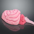 High Quality Medical Anatomical Brain Model With Detailed Organ Structure On Reflective Surface