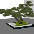 Artistic Bonsai Plant with Curved Trunk Green Foliage and Stone in Square Tray