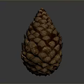 Natural Brown Pine Cone With Scaly Texture Isolated On Gray Background