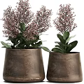 Bonsai Potted Plants In Metal Pots With Pink Small Flowers And Green Leaves